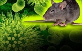 Taiwan Reports First Hanta Virus Death This Year