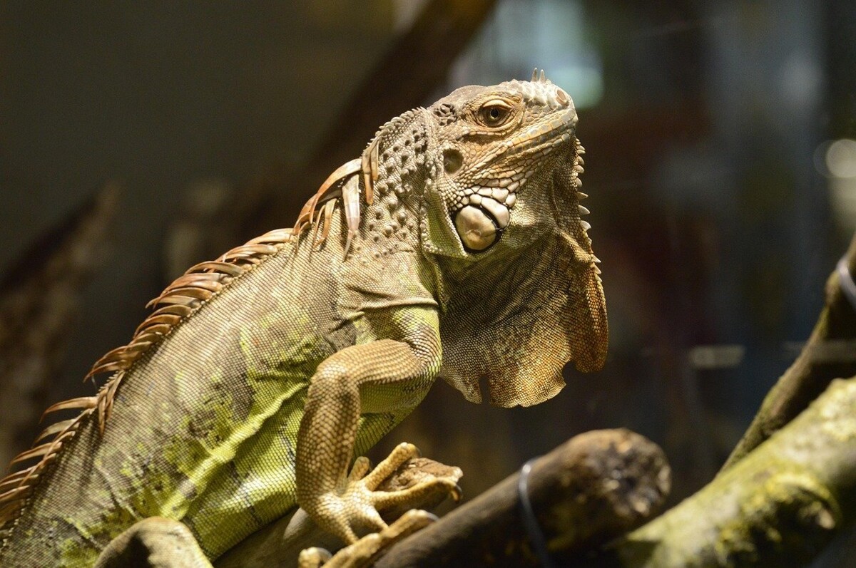 Taiwan Plans to Sacrifice 120,000 Iguanas